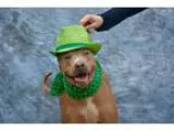 Adopt Blue a TanYellowFawn - with White Weimaraner  Pit Bull Ter