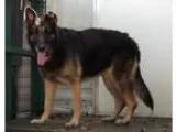 Adopt DIXIE a German Shepherd Dog
