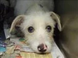 Adopt Nosey a Cairn Terrier