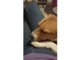 Adopt BUDDY a Bull Terrier Jack Russell Terrier