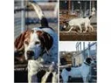 Adopt Rufus a White - with Tan Yellow or Fawn Hound (Unknown Typ