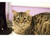 Adopt Goody a Brown Tabby Domestic Shorthair (medium coat) cat i