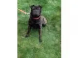 Adopt Sadie a Black Pug  Shar Pei  Mixed dog in Canton CT (15290