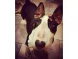 Adopt Shirley a Bull Terrier