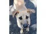 Adopt Sienna - Adopted a Shepherd