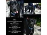Adopt Obie a Rottweiler Labrador Retriever