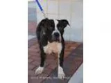 Adopt Maggie a Pit Bull Terrier