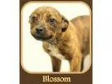 Adopt Blossom a Pit Bull Terrier