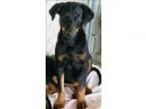 Adopt Miki a Shepherd (Unknown Type)  Mixed dog in Atlantic City