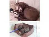 Adopt Bobby a Pit Bull Terrier