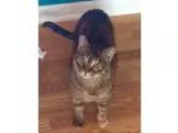 Adopt Addie a Tortoiseshell Domestic Shorthair (short coat) cat 