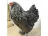 Adopt PEPPERCORN a Chicken