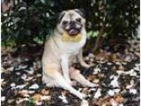 Adopt Bixby a Pug