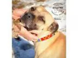 Adopt Nikko a American Staffordshire Terrier Bullmastiff