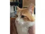 Adopt Tutankhamun or Pharaoh a Orange or Red Ragdoll (long coat)