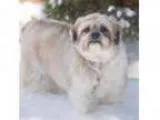 Adopt Buckley - Adopted a Lhasa Apso