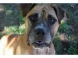 Adopt GA - MusafaNorwood a Bullmastiff