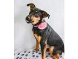 Adopt Lucky a Labrador Retriever  Mixed dog in Largo FL (1526841