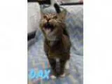 Adopt Dax- Adopt for a Domestic Short Hair