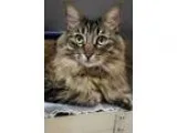 Adopt Mika a Brown or Chocolate Norwegian Forest Cat  Mixed cat 
