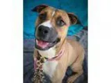 Adopt Uno- a Schnauzer Beagle