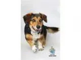 Adopt Boots a White - with Brown or Chocolate Beagle  Basset Hou