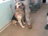 Adopt BROCK a German Shepherd Dog  Mixed dog in Tulsa OK (152633
