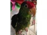 Adopt Pauley a Parrot (Other)