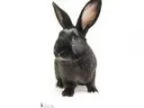 Adopt Osiris a Bunny Rabbit Bunny Rabbit