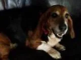 Adopt Tiffany a Basset Hound