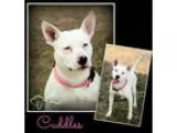 Adopt Cuddles a Pit Bull Terrier