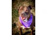 Adopt Adelle a Pit Bull Terrier