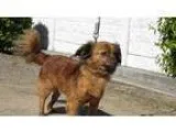Adopt NICOLAI a RedGoldenOrangeCh estnut - with Black Dachshund 