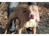 Adopt CONDO 1 ISABEL a Gray Blue or Silver Tabby Domestic Shorth