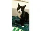 Adopt Oreo a Black and White or Tuxedo Domestic Shorthair  Mixed