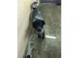*^*Adorable Healthy Pugs Puppies*^* - Price: 500