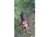 Adopt Annabelle a Hound