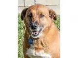 Adopt Brandi a Labrador Retriever German Shepherd Dog