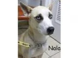 Adopt Nala a TanYellowFawn - with White Husky  Mixed dog in Parm