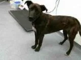 Adopt SABINE a German Shepherd Dog  Mixed dog in Tulsa OK (15247