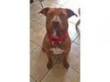 Adopt Goldie a Pit Bull Terrier