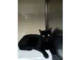 Adopt Archimedes a All Black Bombay (short coat) cat in New York