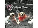 Adopt Louise and Thelmo a RedGoldenOrangeCh estnut Goldendoodle 