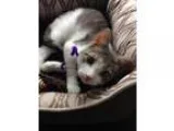 Adopt Melody Kitten NK a Domestic Short Hair