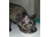 Adopt CAT-Flame a Tortoiseshell