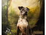 Blue Merle Australian Shepherd Pups for sale