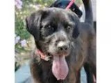 Adopt Randy a Black Labrador Retriever  Mixed dog in Phoenix AZ 