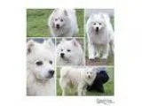 Adopt Hayden a White Eskimo Dog  Mixed dog in Batavia OH (152915