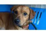 Adopt Burt - shy but sweet mini golden boy needs some TLC(WA) a 