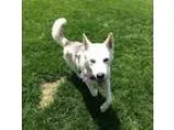 Adopt Valerie a Husky